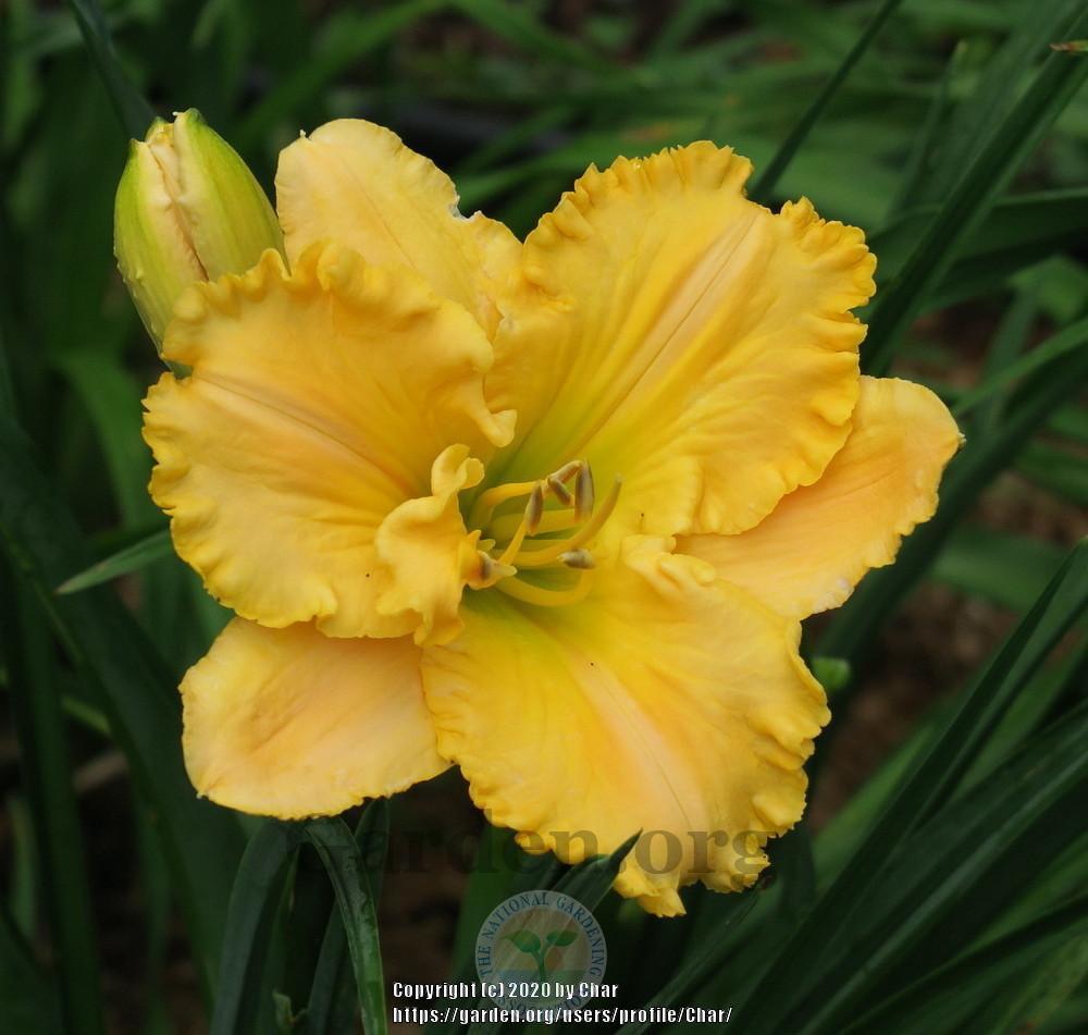 Photo of Daylily (Hemerocallis 'Empire Queen') uploaded by Char