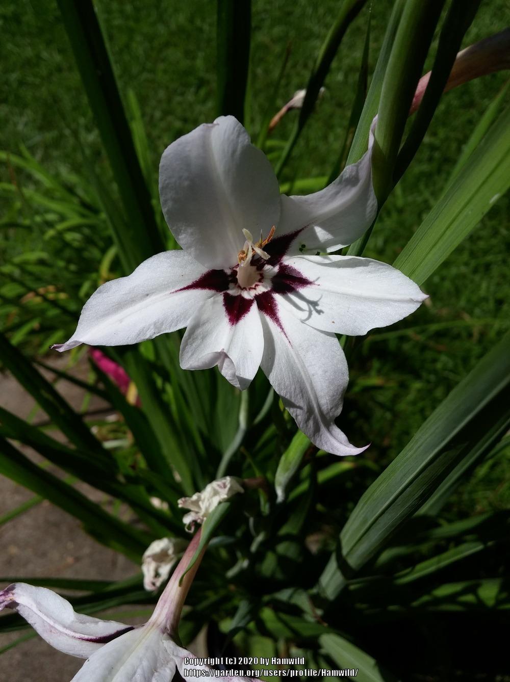 Photo of Peacock Orchid (Gladiolus murielae) uploaded by Hamwild