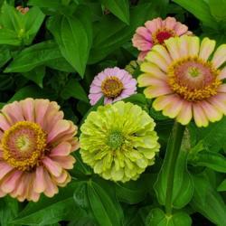 Location: Mid-Missouri, USA
Date: 2020-07-20
The happy spot where 3 different zinnia plants come together