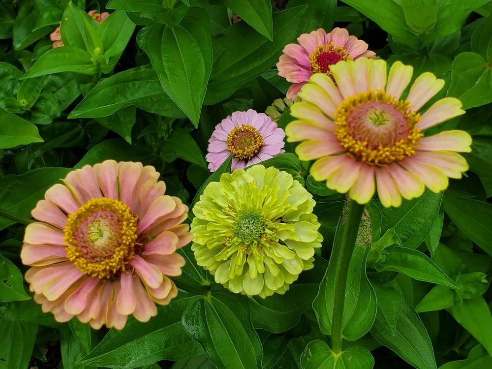 Photo of Zinnia uploaded by Topdecker