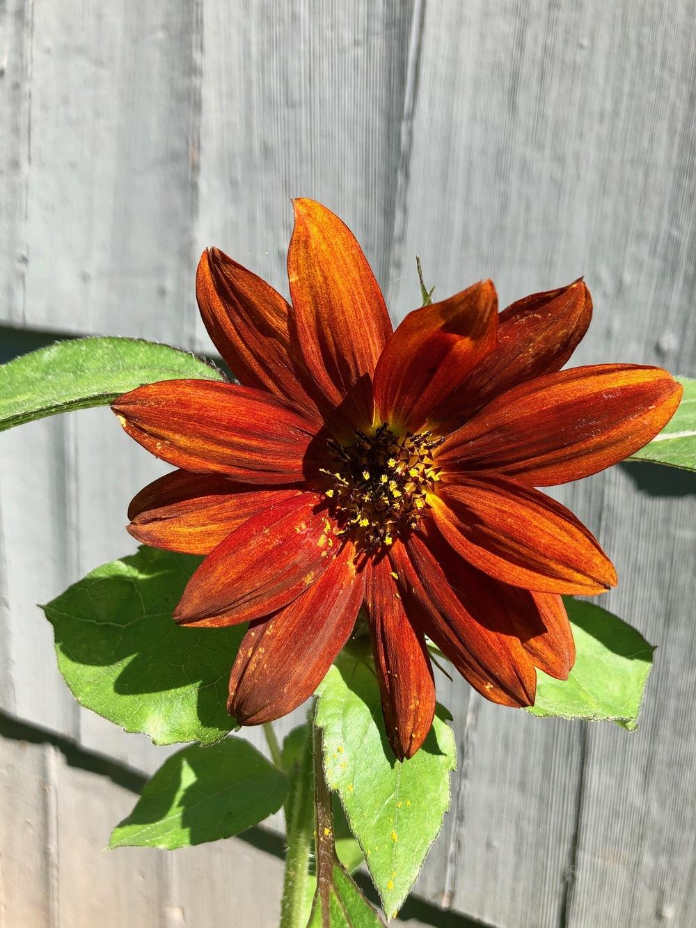 Photo of Sunflower (Helianthus annuus 'Velvet Queen') uploaded by darkgardener