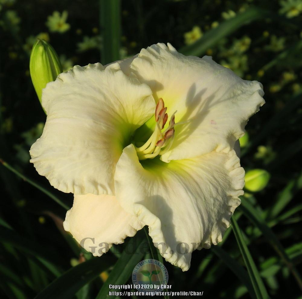 Photo of Daylily (Hemerocallis 'Whiter Shade') uploaded by Char