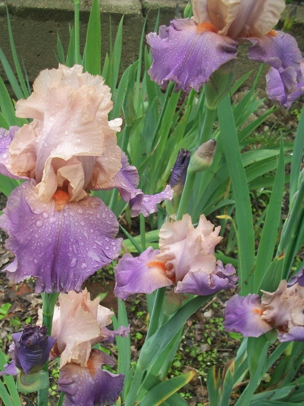 Photo of Tall Bearded Iris (Iris 'Sweet Musette') uploaded by DonnaKribs