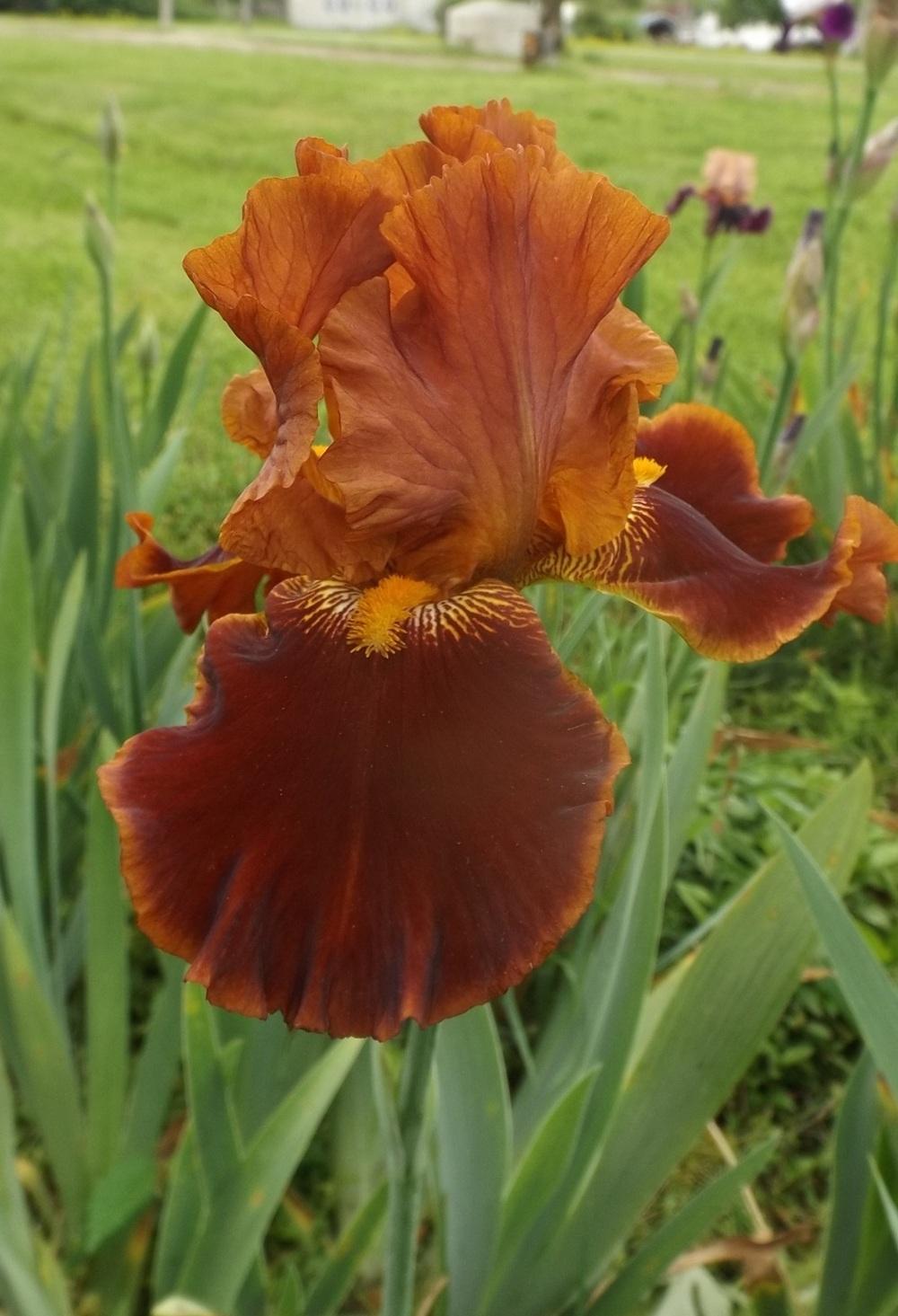 Photo of Tall Bearded Iris (Iris 'Rustler') uploaded by DonnaKribs