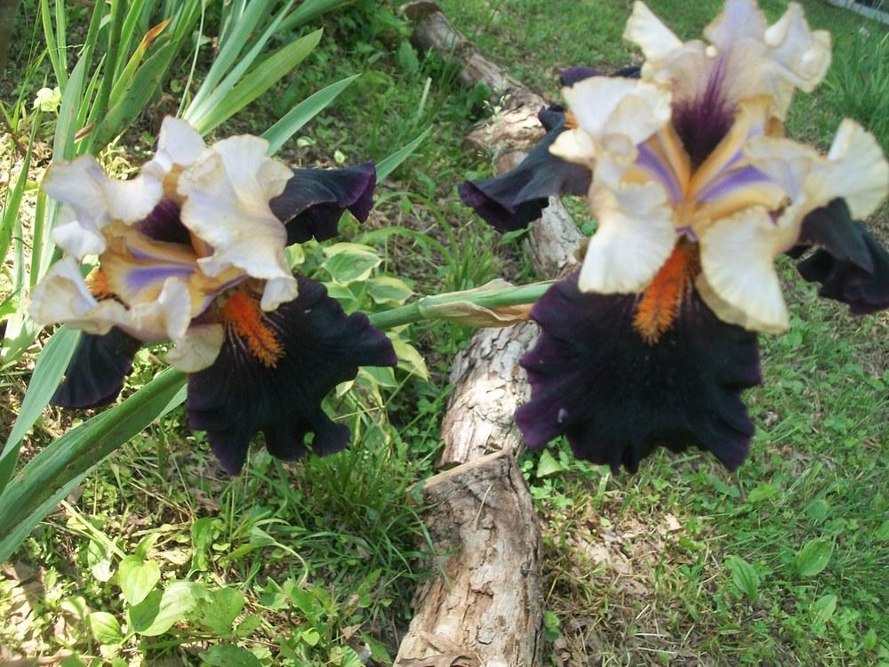 Photo of Tall Bearded Iris (Iris 'Secret Service') uploaded by DonnaKribs