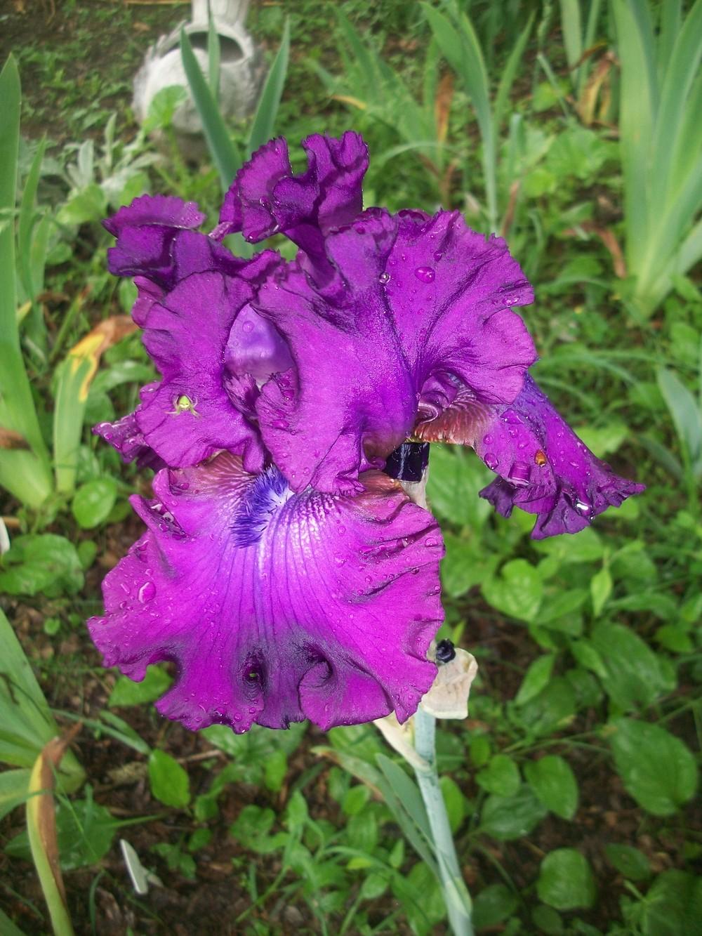 Photo of Tall Bearded Iris (Iris 'Swingtown') uploaded by DonnaKribs