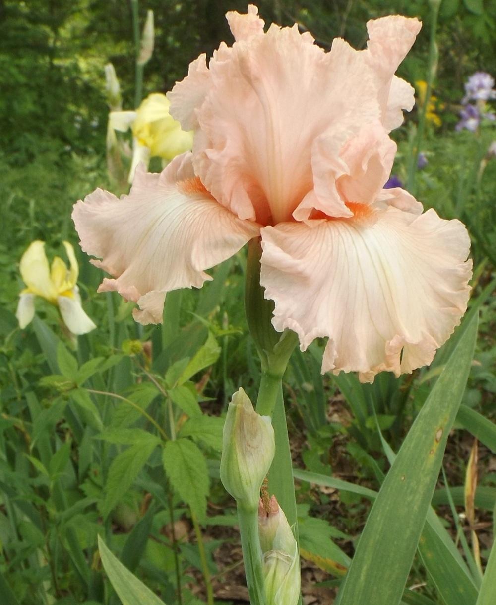 Photo of Tall Bearded Iris (Iris 'Happenstance') uploaded by DonnaKribs