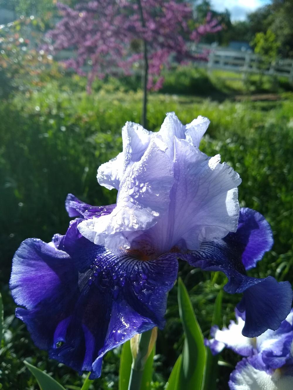 Photo of Tall Bearded Iris (Iris 'World Premier') uploaded by Gretchenlasater