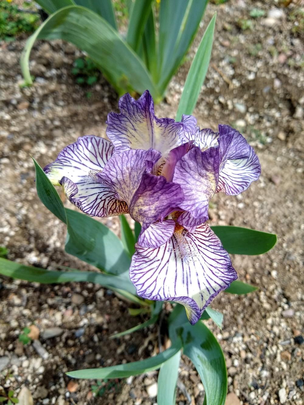 Photo of Intermediate Bearded Iris (Iris 'Gnu Rayz') uploaded by Gretchenlasater