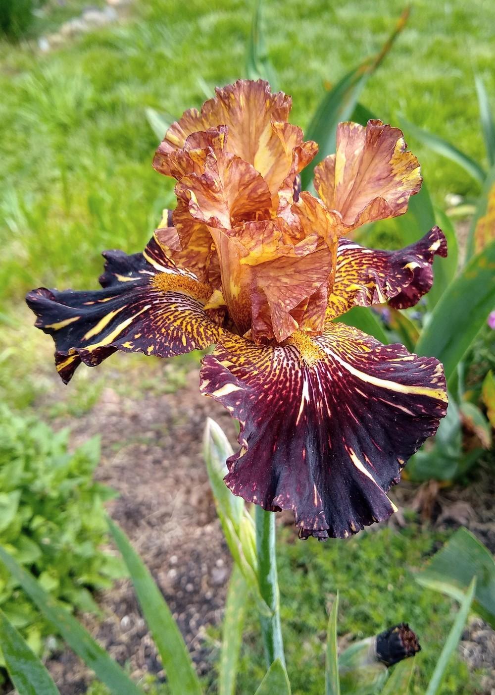 Photo of Tall Bearded Iris (Iris 'Bewilderbeast') uploaded by Gretchenlasater