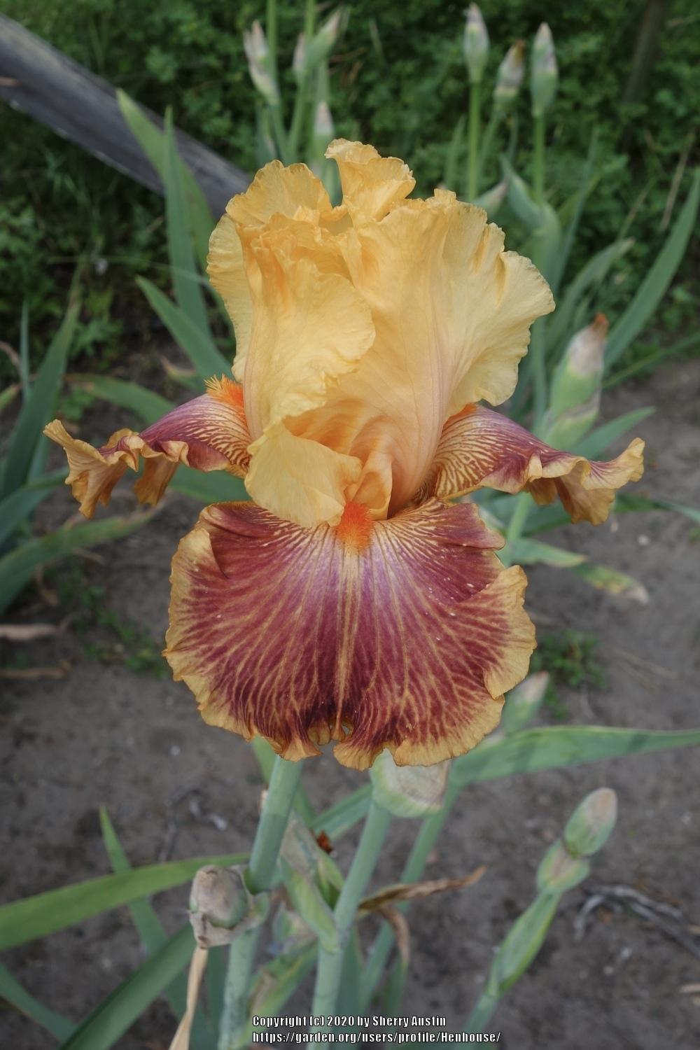 Photo of Tall Bearded Iris (Iris 'Bottle Rocket') uploaded by Henhouse
