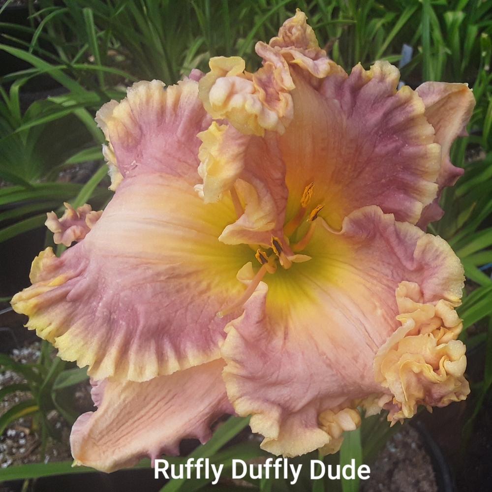 Photo of Daylily (Hemerocallis 'Ruffly Duffly Dude') uploaded by OldNuBe