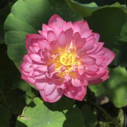 Location: Norfolk, VA
Date: 2020-07-21
Lotus (Nelumbo nucifera 'Momo Botan')