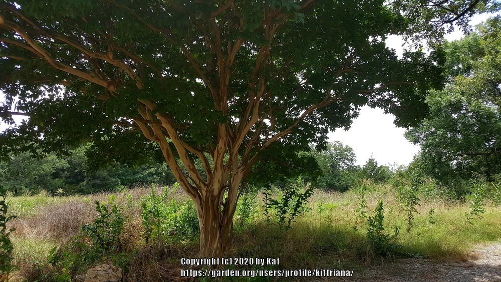 Photo of Crepe Myrtles (Lagerstroemia) uploaded by kittriana