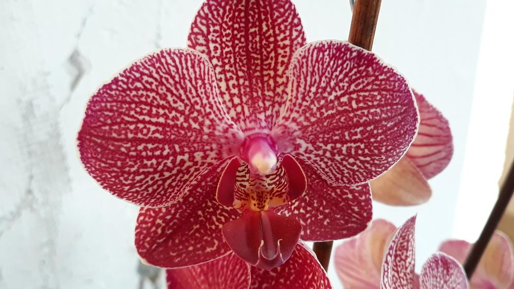 Photo of Moth Orchid (Phalaenopsis Cascade 'Kimono') uploaded by skopjecollection