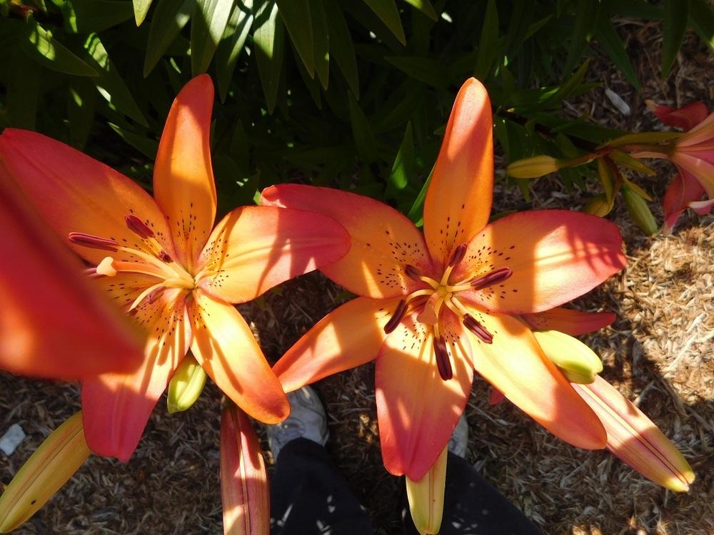 Photo of Lily (Lilium 'Royal Sunset') uploaded by gardenglassgems