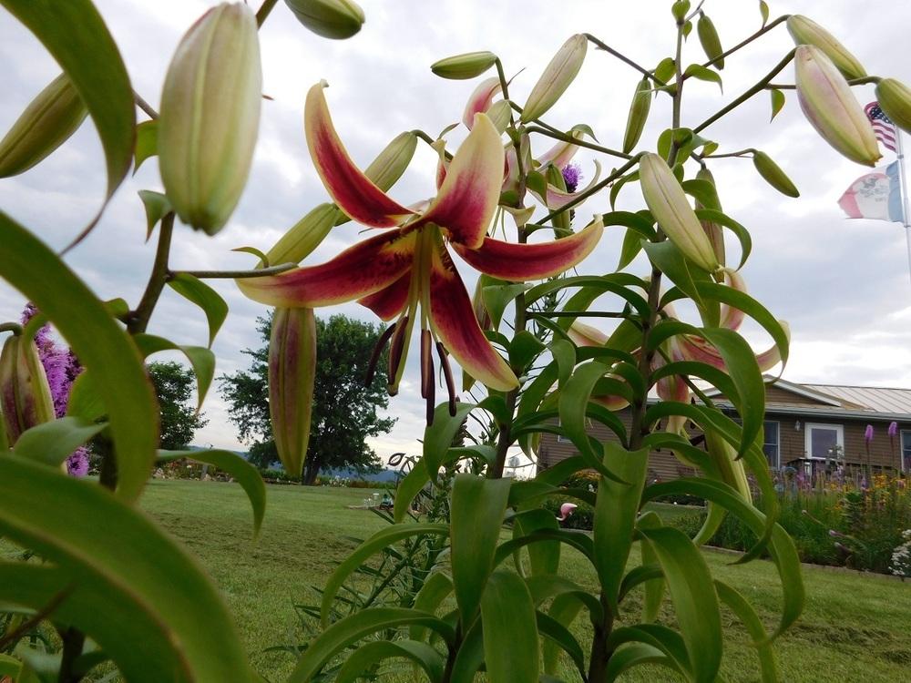 Photo of Lily (Lilium 'Scheherazade') uploaded by gardenglassgems