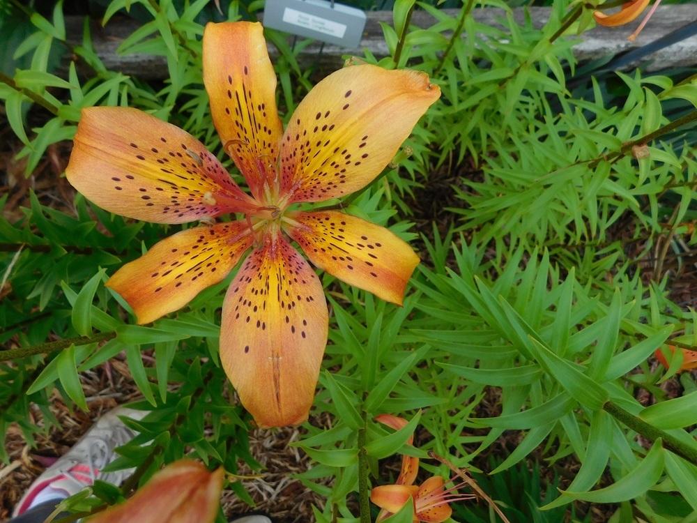 Photo of Lilies (Lilium) uploaded by gardenglassgems