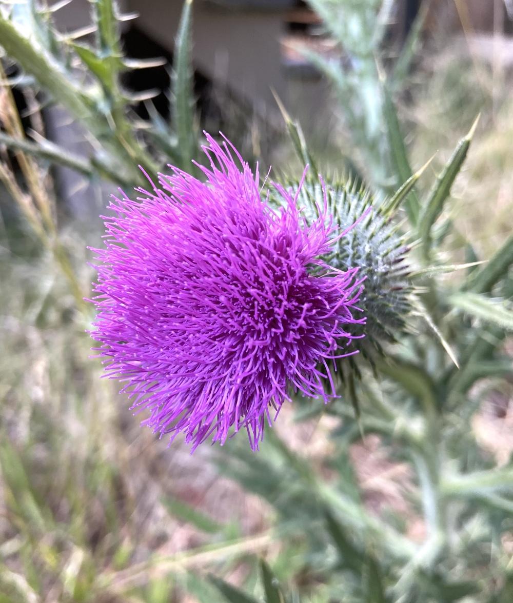 Photo of Thistle (Cirsium) uploaded by Calif_Sue