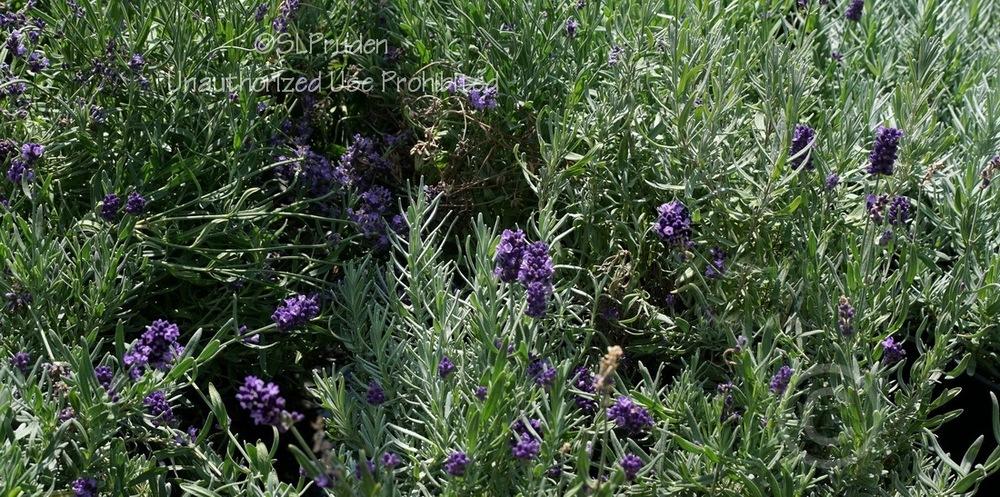Photo of English Lavender (Lavandula angustifolia 'Munstead') uploaded by DaylilySLP
