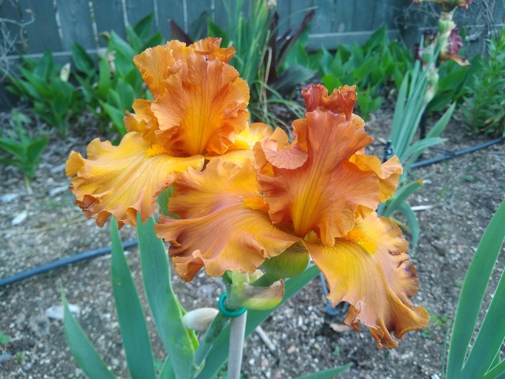 Photo of Tall Bearded Iris (Iris 'Golden Panther') uploaded by Gretchenlasater
