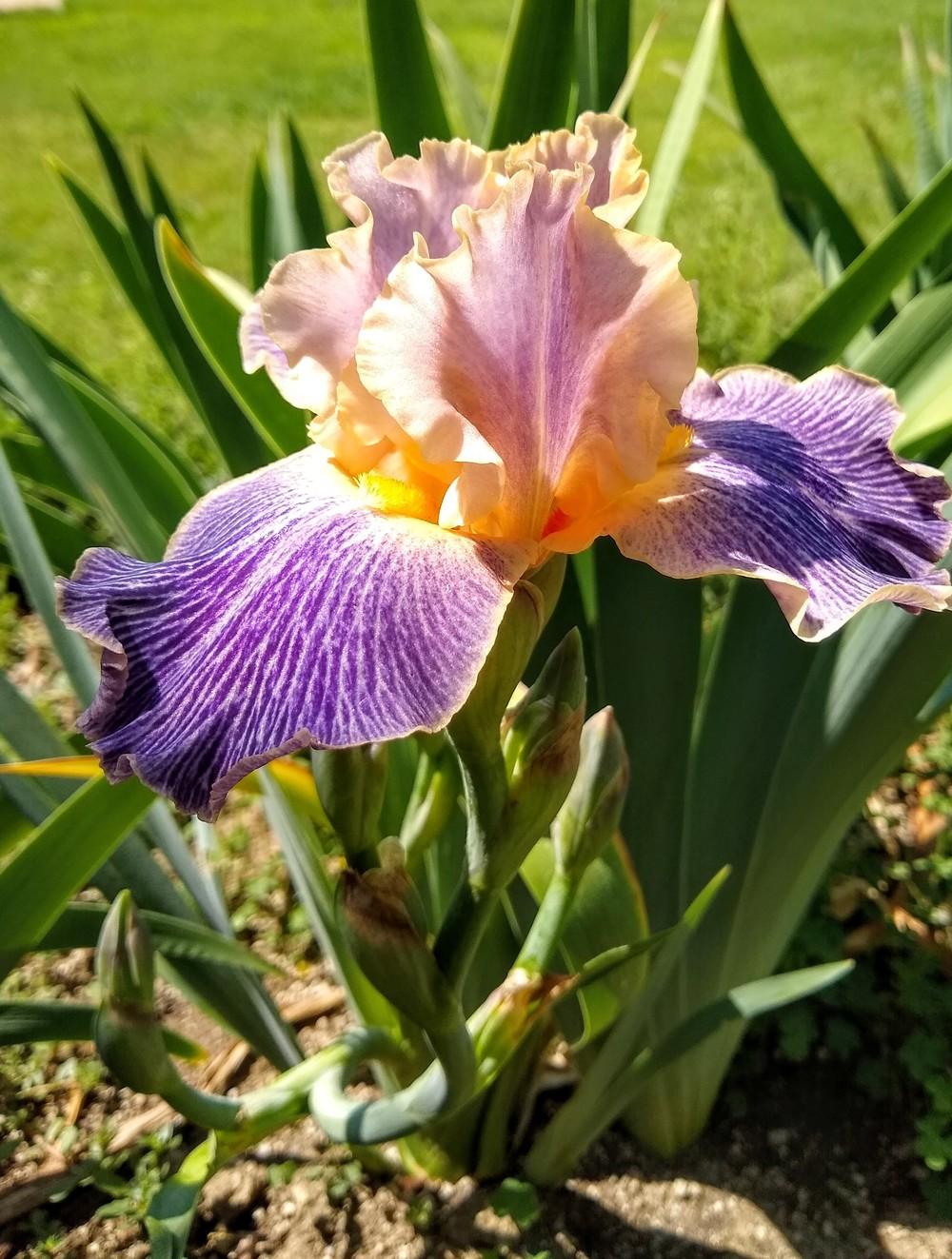 Photo of Tall Bearded Iris (Iris 'Elizabethan Age') uploaded by Gretchenlasater