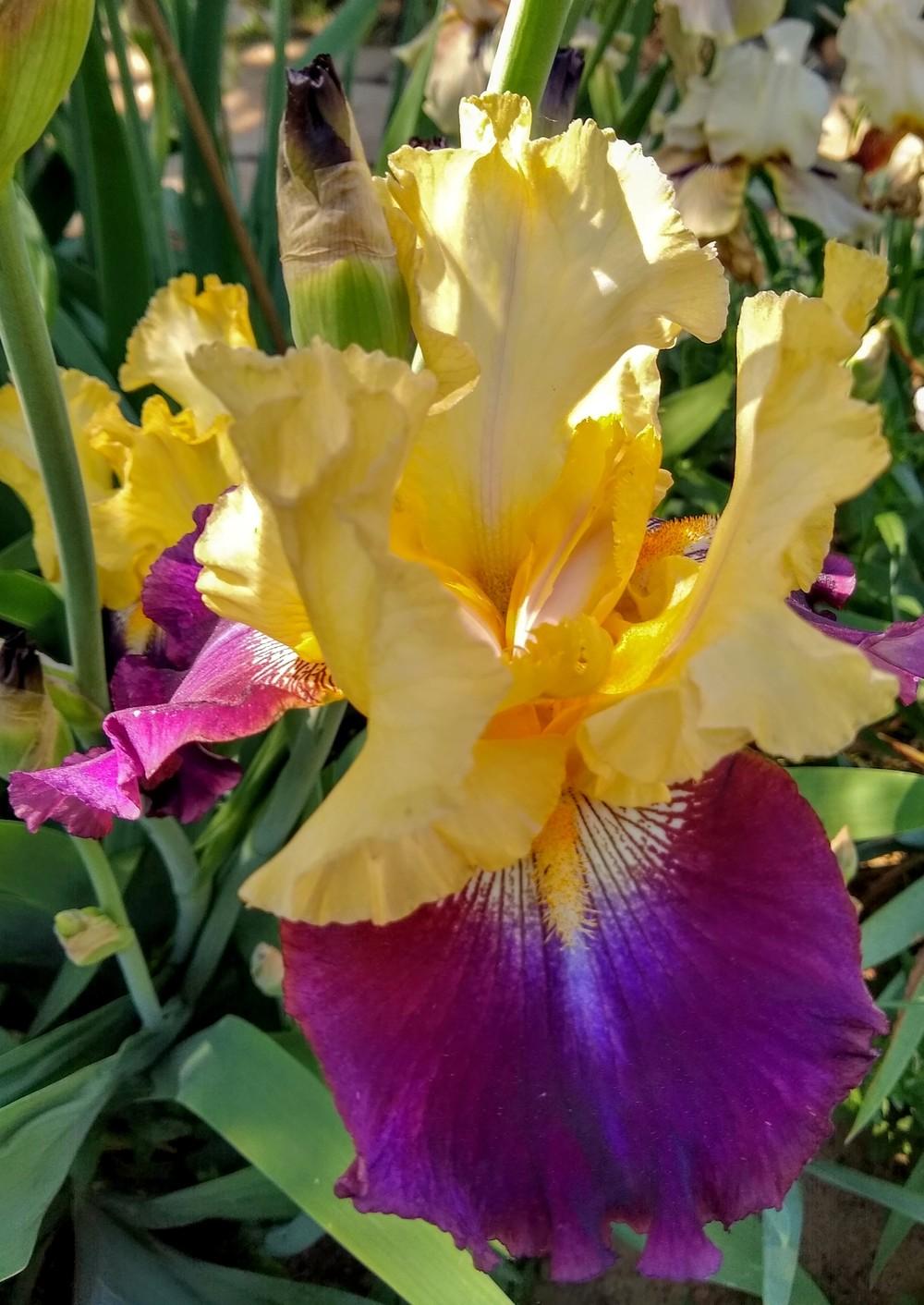 Photo of Tall Bearded Iris (Iris 'Jamaican Dream') uploaded by Gretchenlasater