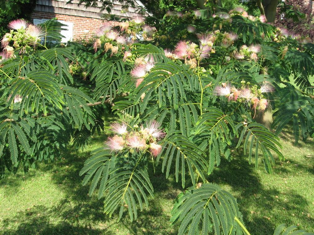 Photo of Mimosa Tree (Albizia julibrissin) uploaded by ILPARW