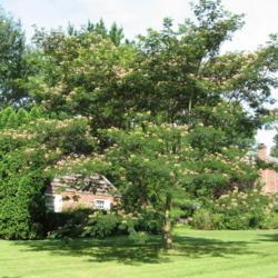 Location: West Chester, Pennsylvania
Date: 2008-07-17
a mature tree