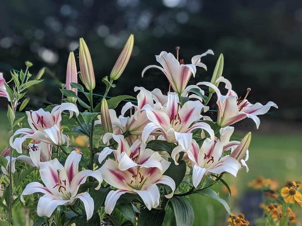 Photo of Lily (Lilium 'Nymph') uploaded by Joy
