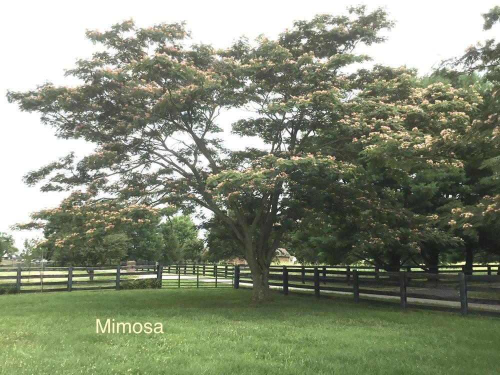Photo of Mimosa Tree (Albizia julibrissin) uploaded by KYgal