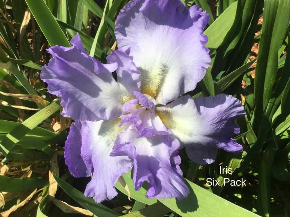 Photo of Tall Bearded Iris (Iris 'Six Pack') uploaded by KYgal