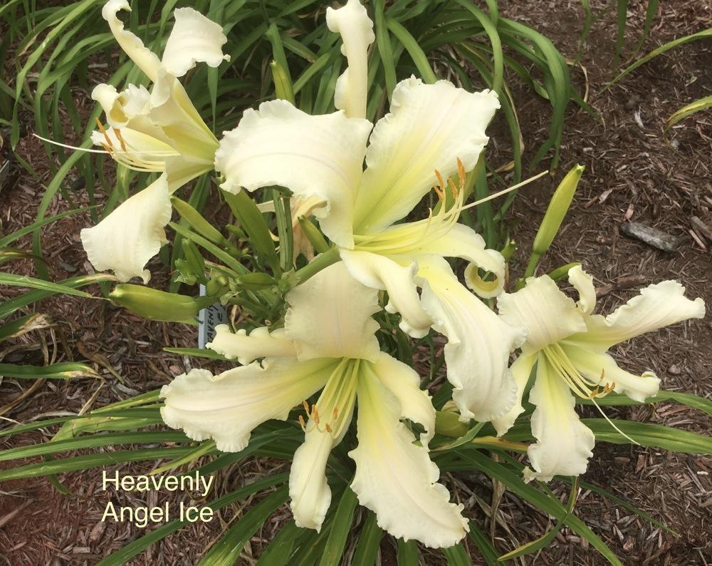 Photo of Daylily (Hemerocallis 'Heavenly Angel Ice') uploaded by KYgal