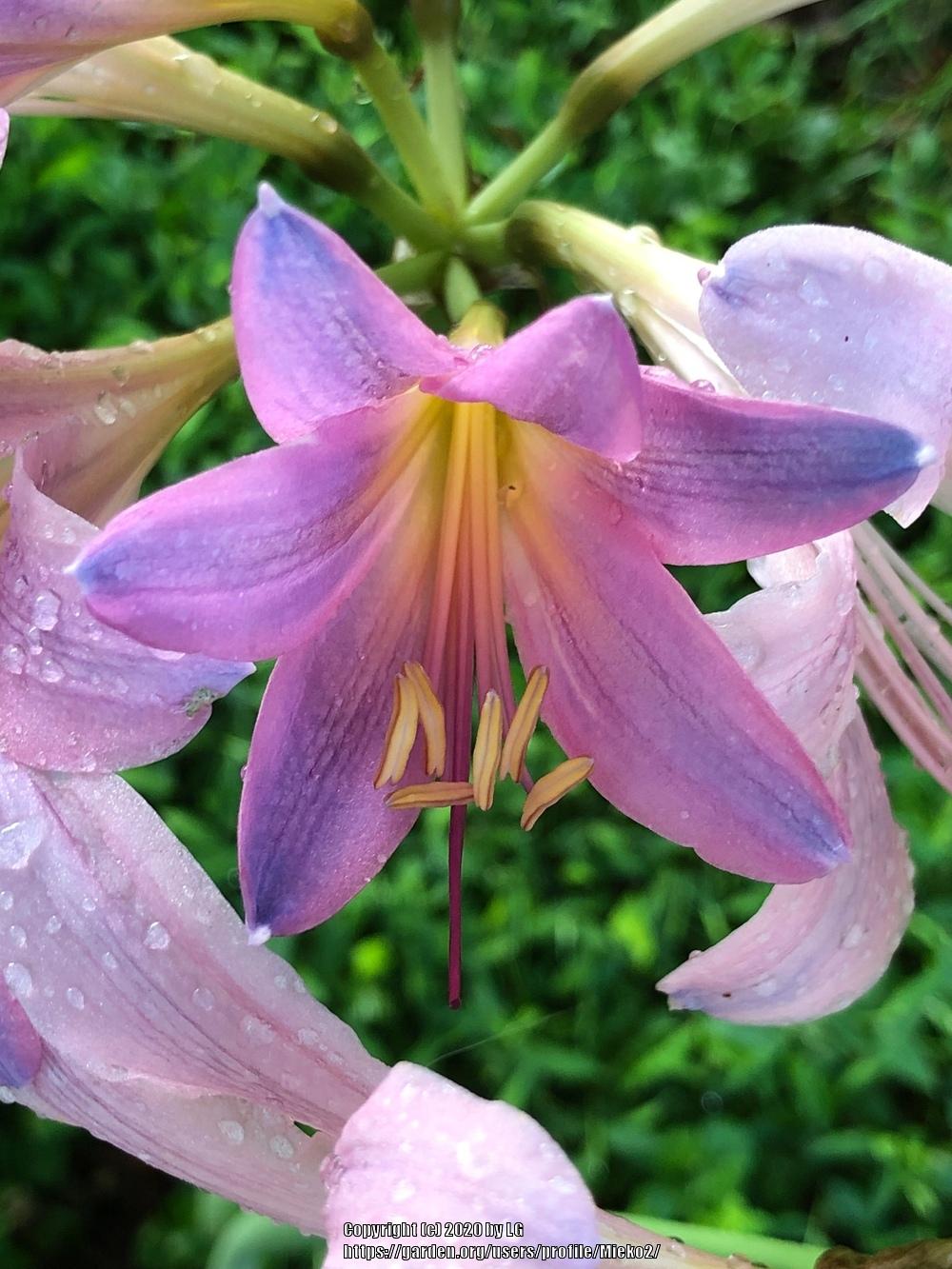 Photo of Surprise Lily (Lycoris squamigera) uploaded by Mieko2