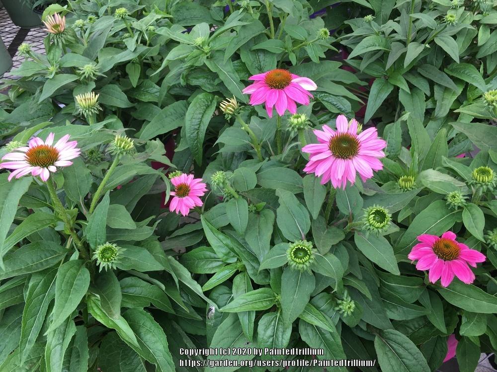 Photo of Coneflower (Echinacea purpurea PowWow® Wild Berry) uploaded by Paintedtrillium