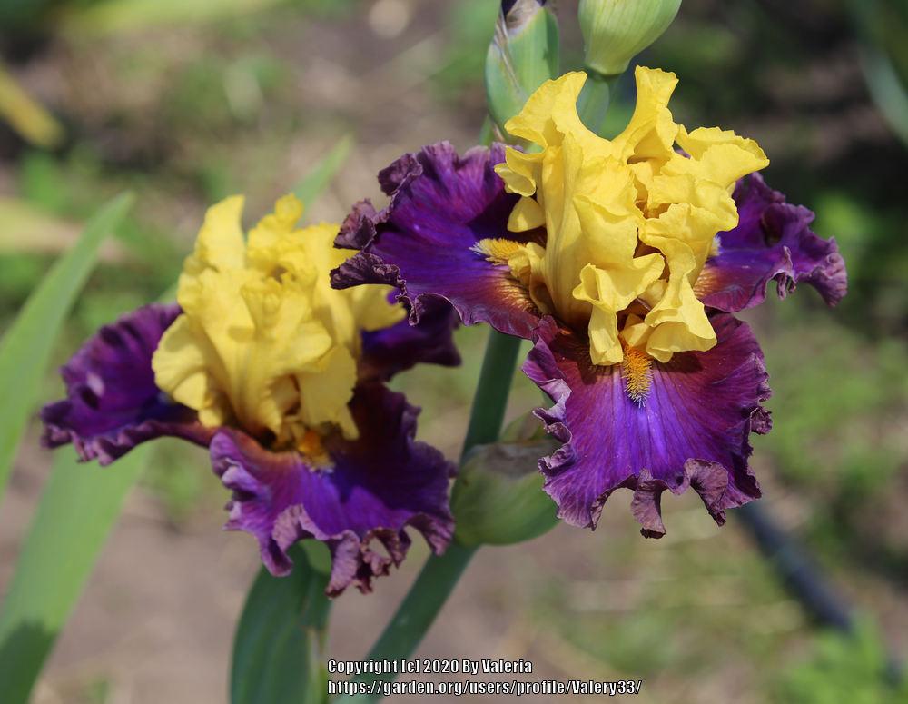 Photo of Tall Bearded Iris (Iris 'Devil's Duchess') uploaded by Valery33
