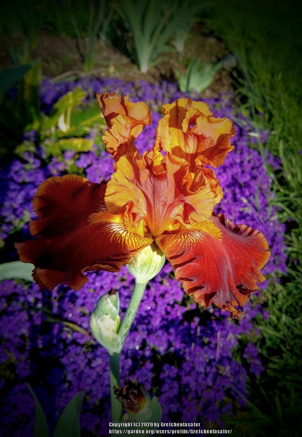 Photo of Tall Bearded Iris (Iris 'Rustler') uploaded by Gretchenlasater