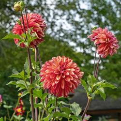 Location: Dahlia Hill, Midland, Michigan
Date: 2018-09-08
Tall strong stems with numerous side buds that prolong the enjoym