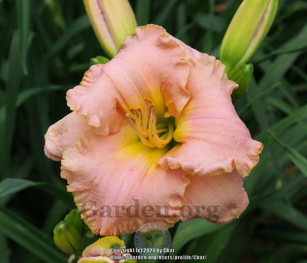 Photo of Daylily (Hemerocallis 'Panties in a Knot') uploaded by Char