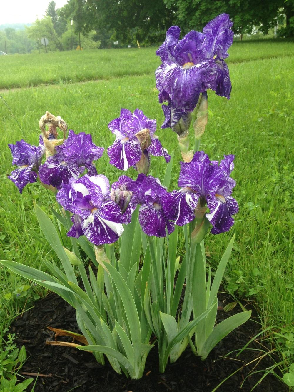 Photo of Border Bearded Iris (Iris 'Batik') uploaded by SkirtGardener