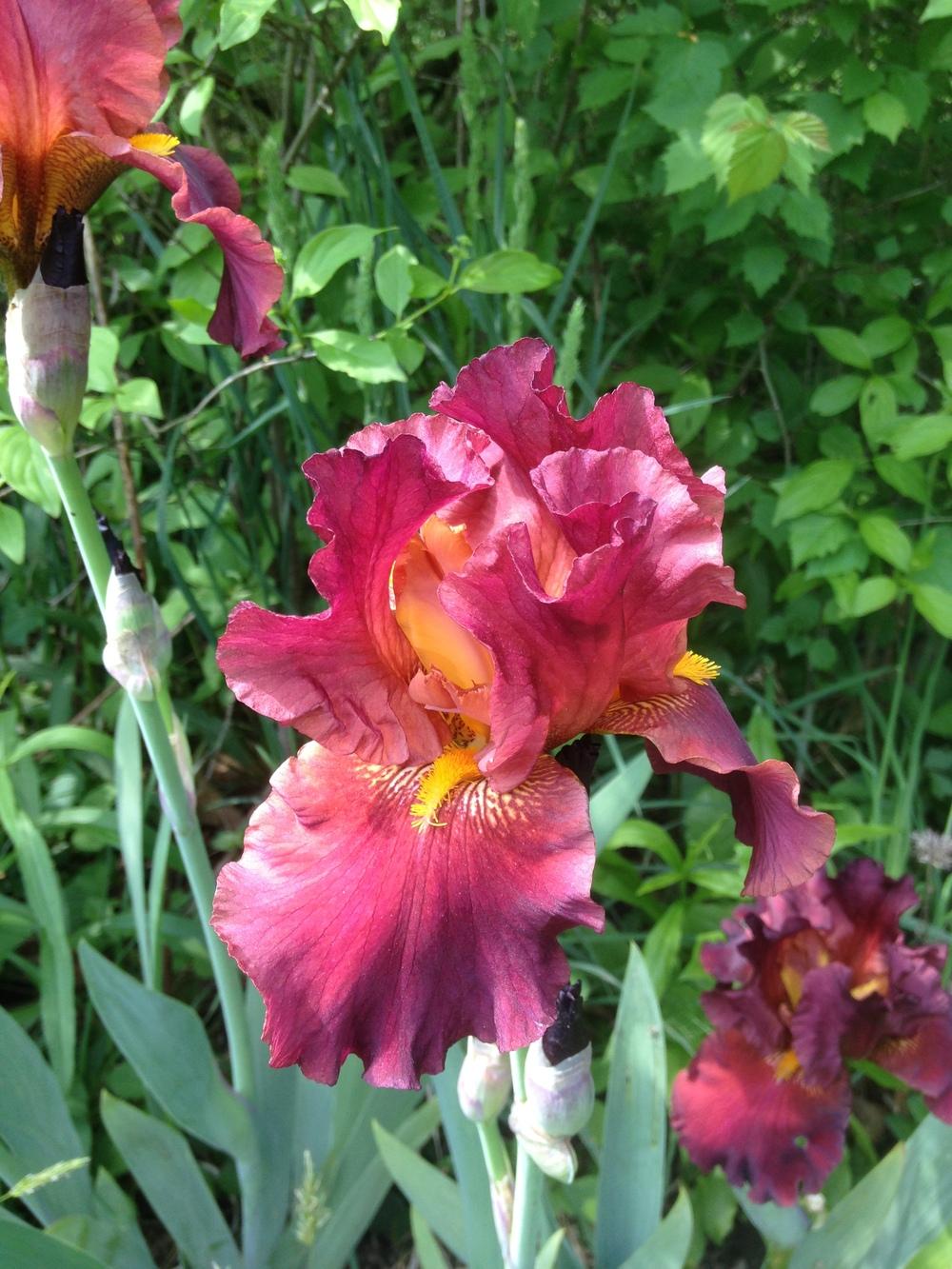 Photo of Tall Bearded Iris (Iris 'Lest We Forget') uploaded by SkirtGardener