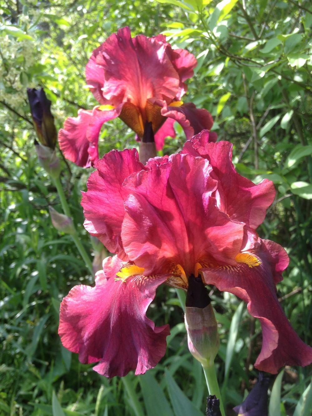 Photo of Tall Bearded Iris (Iris 'Lest We Forget') uploaded by SkirtGardener