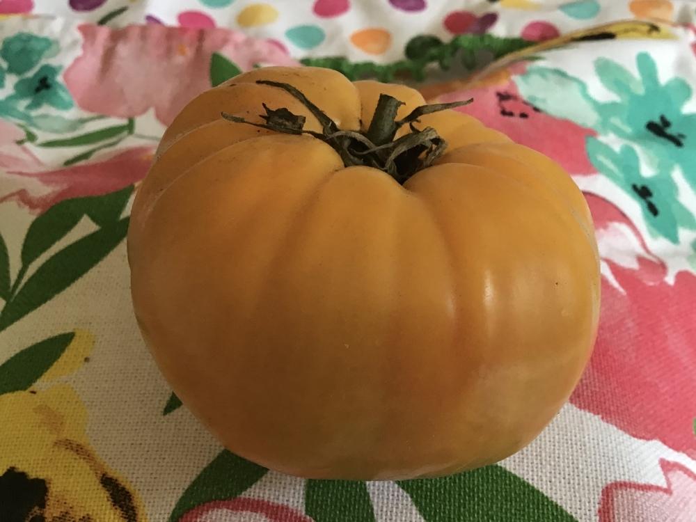 Photo of Tomato (Solanum lycopersicum 'Big Rainbow') uploaded by gardenfish