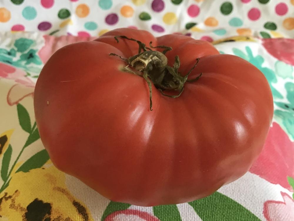 Photo of Tomato (Solanum lycopersicum 'Traveler') uploaded by gardenfish