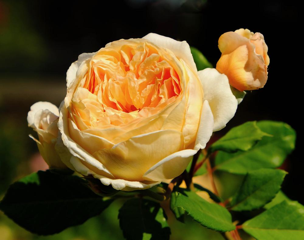 Photo of English Shrub Rose (Rosa 'Crown Princess Margareta') uploaded by AnnKNCalif