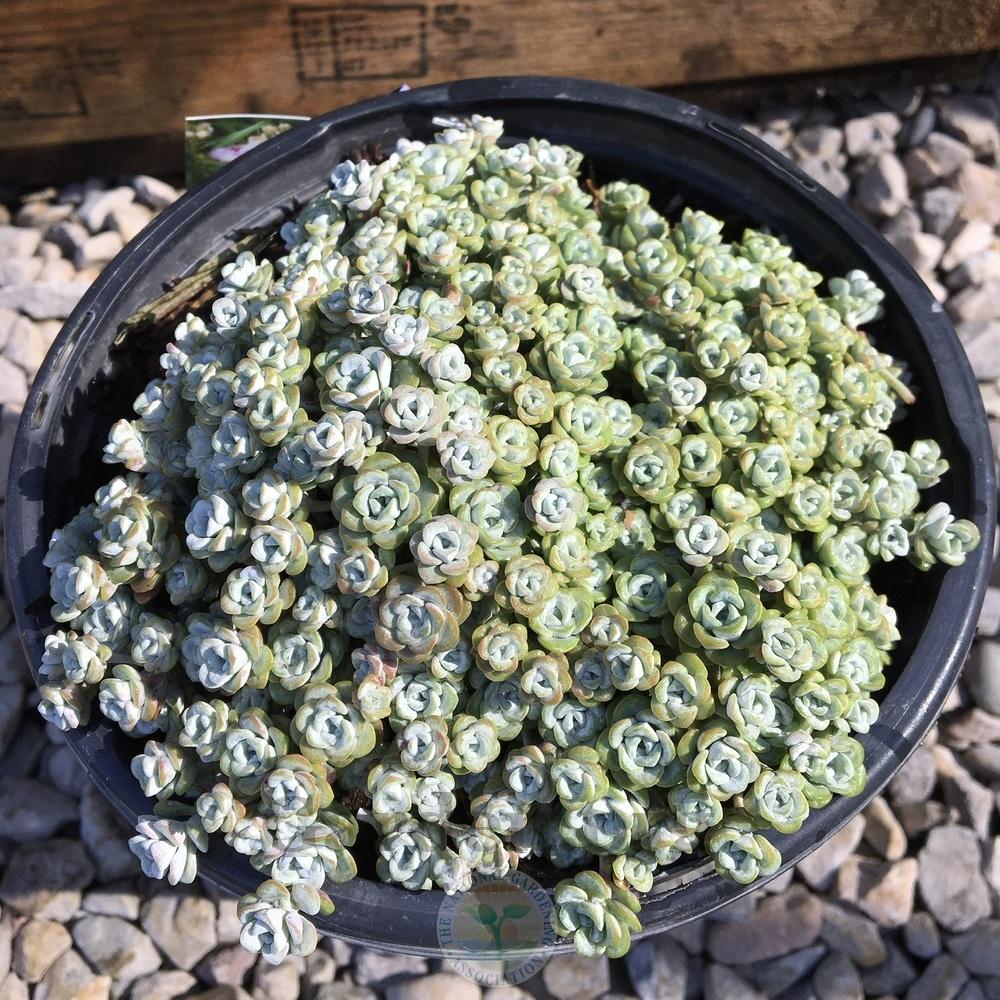 Photo of Stonecrop (Sedum spathulifolium subsp. pruinosum 'Cape Blanco') uploaded by BlueOddish