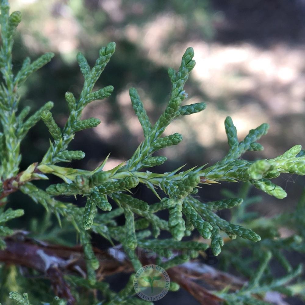 Photo of Juniper (Juniperus) uploaded by BlueOddish