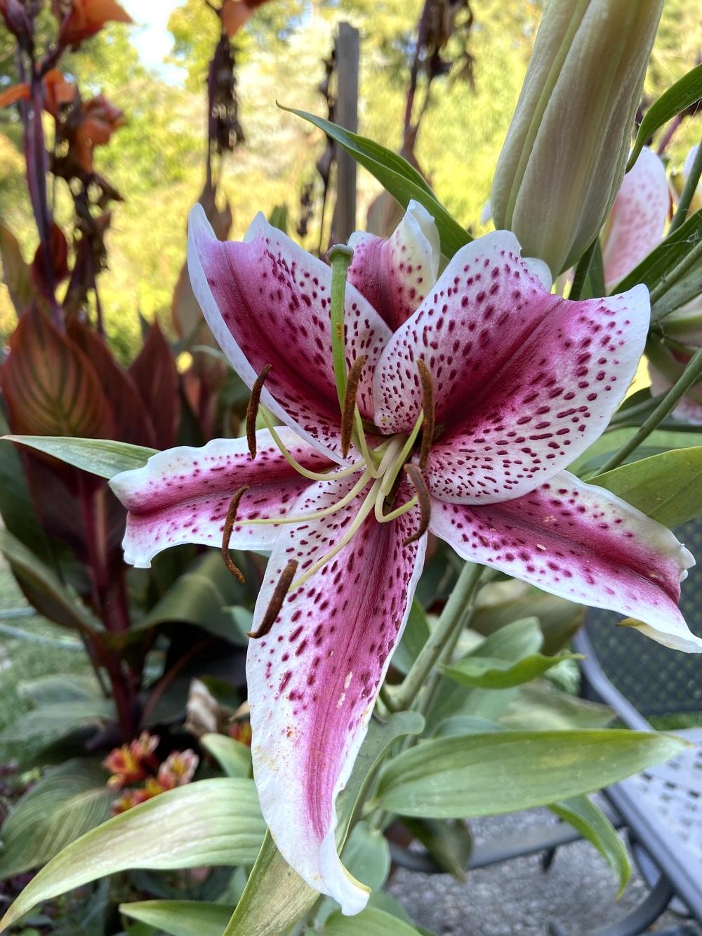 Photo of Oriental Lily (Lilium 'Dizzy') uploaded by Calif_Sue