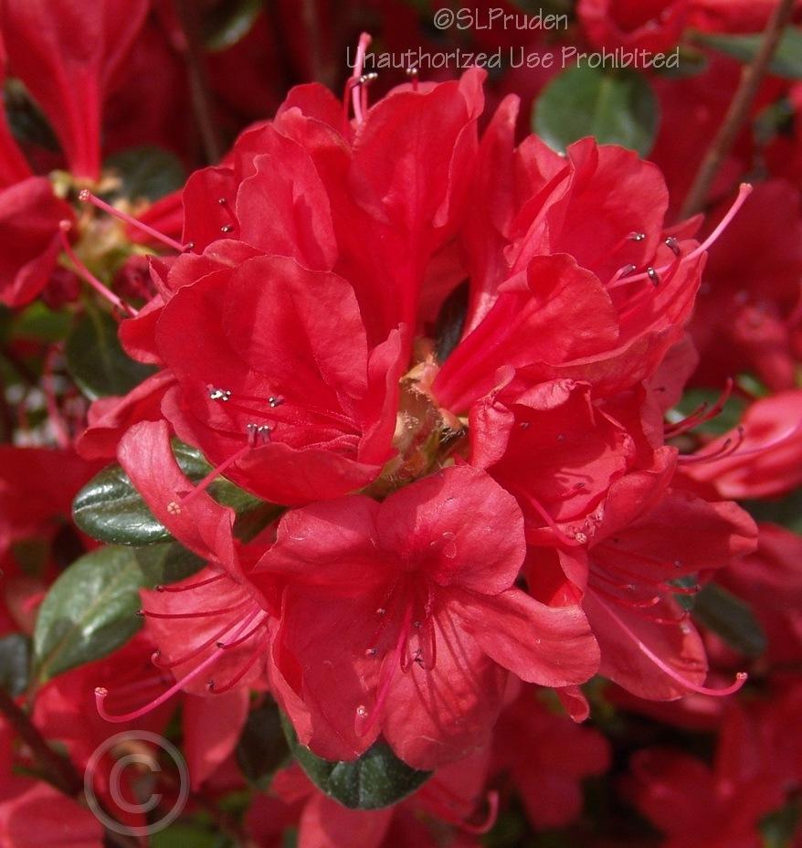 Photo of Azalea (Rhododendron 'Stewartstonian') uploaded by DaylilySLP