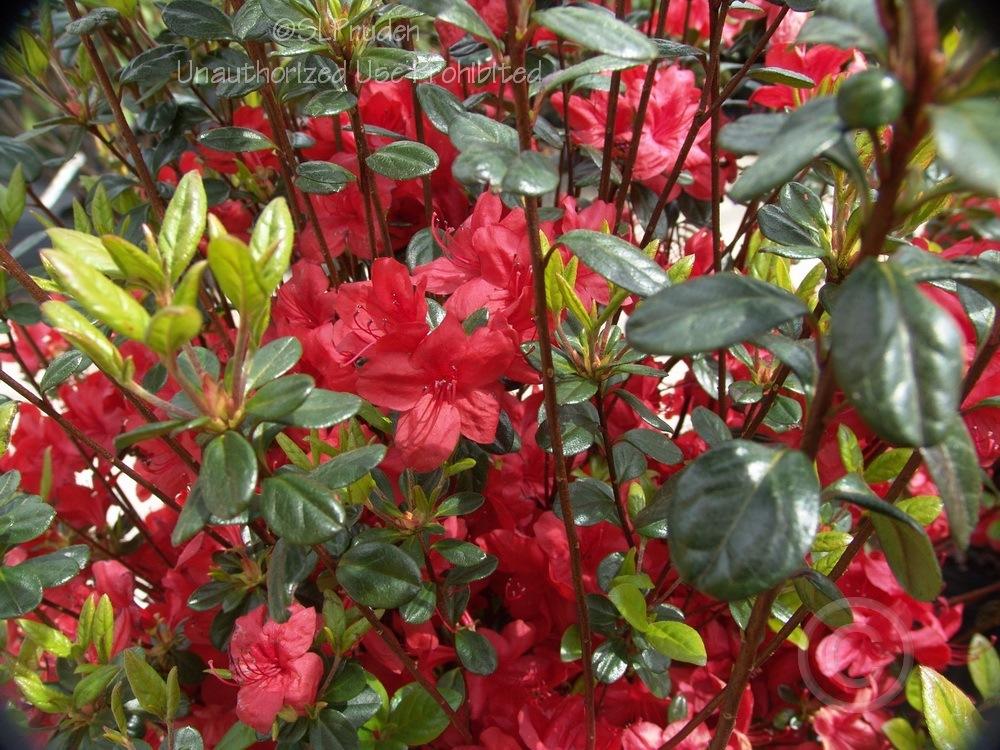 Photo of Azalea (Rhododendron 'Stewartstonian') uploaded by DaylilySLP